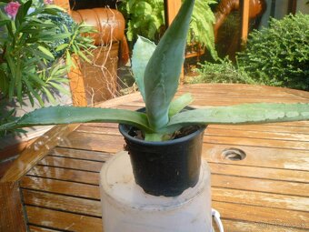 Agáve americká, bananovník - 5