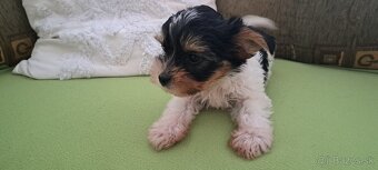 Yorkshire terier biewer - 5