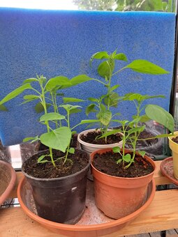 Predám priesady chilli papričiek - 5