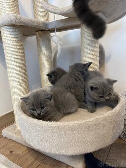 Britské mačiatka - 5