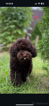 čokoládoví chlapci toy pudel - 5