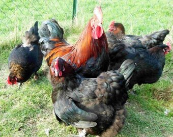 Maranska a vlaška oranžovokrká - 5