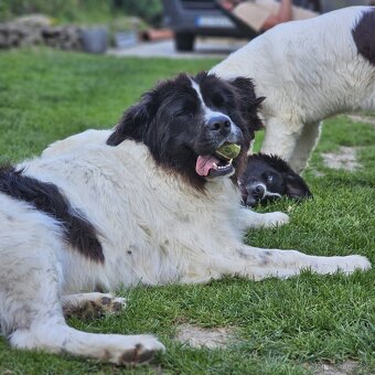Na predaj šteniatka plemena Landseer - 5