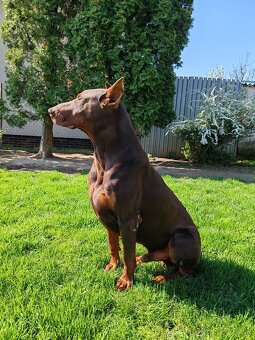 Doberman - 5