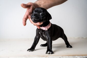 Staffordshire bullterrier - 5