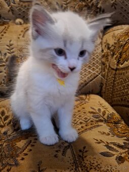 Ragdoll kocurik-seal lynx bicolour with blaze - 5