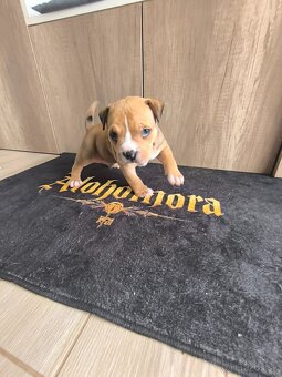 American bully pocket - 5