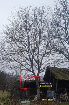 Predám orechové drevo - 5