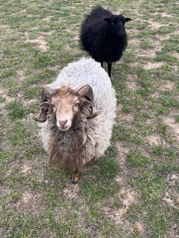 Quessantsky mini barancek 2ks - 5