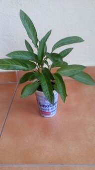 Predám rastlinky- Pepino-Gold - 5