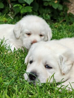 Labrador retriever -šteniatka s PP - 5