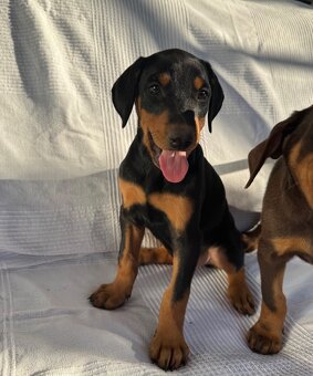 Doberman - 5
