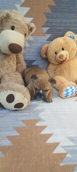 Anglický bulldog - 5