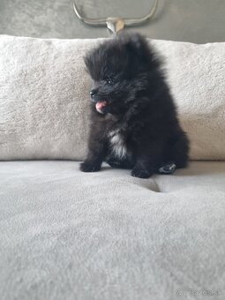 Predám šteniatka POMERANIANA - 5