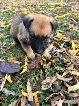 Predám šteniatka - 5