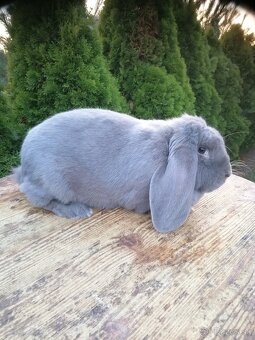 Francúzsky baran - 5