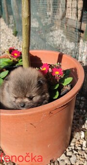 Pomeranian Boo mini - 5