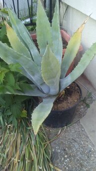 Agave americká - 5