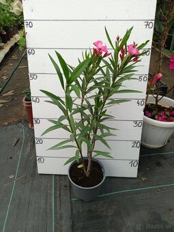 Oleander , Leander - 5