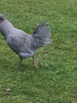 Kohuty araucana lavender - 5