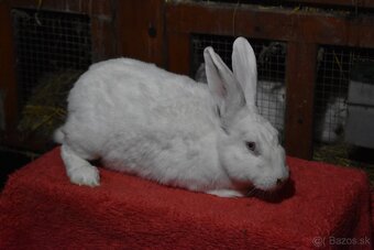 Predam Hyla samica - 5