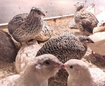 Predám japonské prepelice kohút zdarma - 5