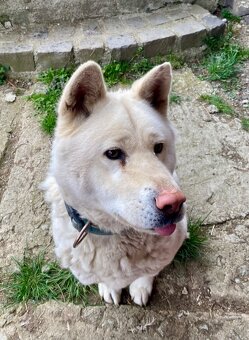 DARUJEM AKITA INU - 5