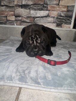 Sharpei - 5