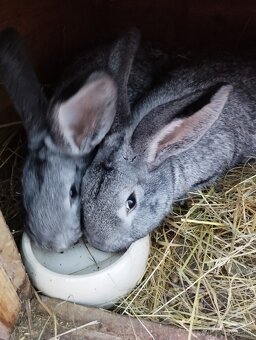 Cinčila Velka - Mäsové plemeno - 5