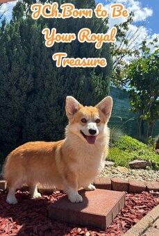 Welsh corgi Pembroke s PP FCI - 5