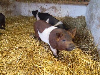 Presticke Prasa x kune kune odstavcata - 5