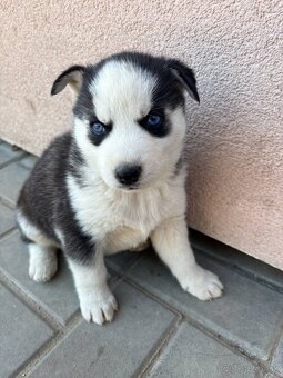 Sibírsky husky šteniatka - 5