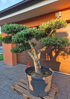 Predám Olivovník bonsai - 5