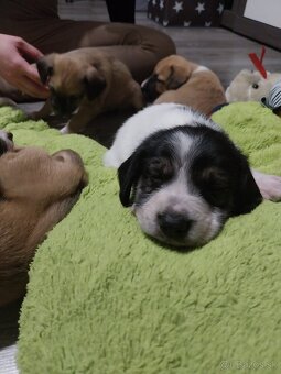 Darujem šteniatka - 5