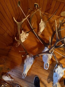 Poľovnícke trofeje - 5