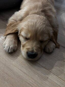 Golden retriver - 5