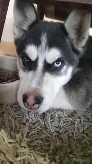 sibirsky husky - 5