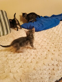 Darujem mačiatka do dobrých ruk - 5