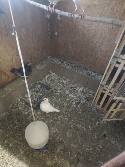 Predam kalifornské holuby - 5