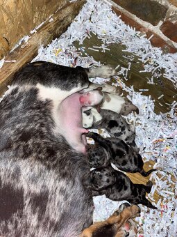 Blue merle jazvečík - 5