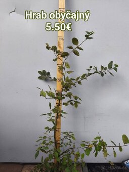 Vavrínovec lekársky NOVITA 5€ - 5