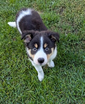 Border kolia tricolor - 5