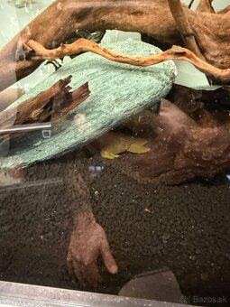 300L akvárium so skrinkou, technikou, rybičkami a dekoracie - 5