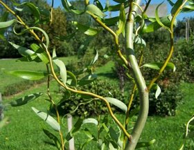 Vŕba pokrútená, rýchlo rastúci strom. Salix erythroflexuosa - 5
