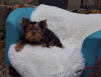 Yorkshire terrier - 5
