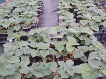 Cisársky strom Paulownia Shan tong,R-112,9502,,paotong z07 - 5