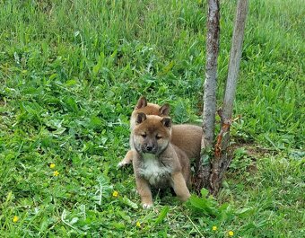 shiba inu - 5