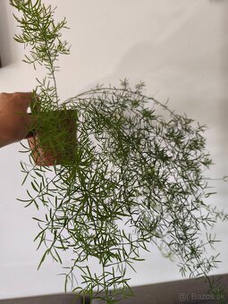 Predám tučnolisty a asparágus - 5