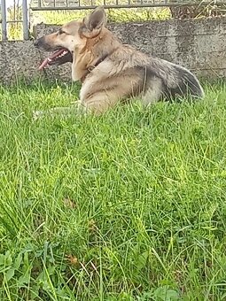 Nemecký ovčiak - 5