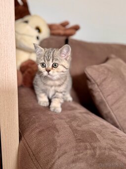 Škótska klapouchá mačka, scottish fold,straight s PP - 5